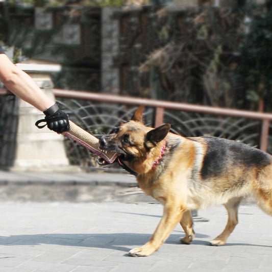 Beißhundetraining für professionelle Arbeitshunde